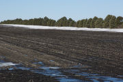 Field windbreak, snow drift and soybean residue in March, Redwood County, Minnesota.