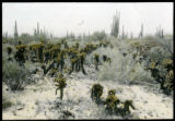 Opuntia bigelovii, Pachycereus, etc. South of Puerto Libertad, Sonora, Mexico
