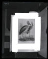 Shoebill Stork, illustration from "Birds of the World"