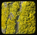 Teloschistes candelarius on basswood