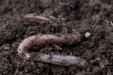 Earth worms. Earth worms.
