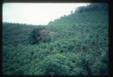 Rio Reventazon valley, view of old coffee plantation in bloom recently pruned and resprouted pore (Erthrina) trees, two large ones in flower at center.