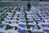 Perennial ryegrass variety development and winter hardiness testing. Research plots on St. Paul Campus, University of Minnesota.