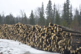 Aspen and other species logged during the winter and piled at landing ready for transport to mill in International Falls.