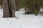 Fire scar on red pine and pine needles, bark and other forest litter on top of snow near the end of winter. Cloquet Forestry Center of the University of Minnesota.