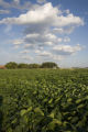 St. Paul Campus, University of Minnesota, soybean plots.