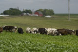 Normande dairy cows eating Sudan grass on farm near Jordan, Minnesota, the Riesgraf family.