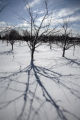 Extremely cold hardy apple varieties under development by University of Minnesota researchers with the Minnesota Agricultural Experiment Station.