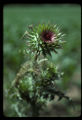 Thistle