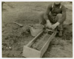 Nursery operations; packaging pine seedlings for transport, 1917 or earlier (loose photos)