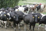 Cows coming in for milking.
