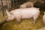 Alternative swine production research at West Central Research and Outreach Center, Morris.
