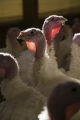 Turkey research, flock at Rosemount Research and Outreach Center, University of Minnesota.