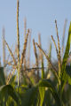 Corn tassels at the University of Minnesota, West Central Research and Outreach Center, Morris, Minnesota.