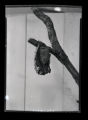 Hoary Bat with two young