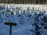Balsam fir covered with snow at Christmas tree farm, Anoka County, Minnesota.