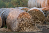 Biomass and wind power, alternative energy research at the University of Minnesota, West Central Research and Outreach Center, Morris.