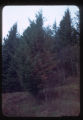 Parch Blight of Douglas Fir