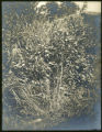 Opulaster opulifolius