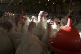 Turkey research, flock at Rosemount Research and Outreach Center, University of Minnesota.