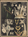 (Typus) Coelenterata, Pflanzenthiere (Classe) Hydromedusae (Polypenmedusen) (Ordnung) Hydroidea (Hydroiden)
