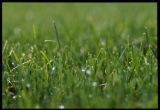 Turf grass