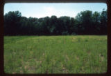 Mickelson Farm old field