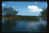 Boat trip. Mangroves and sedges
