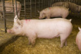 Alternative swine production research at West Central Research and Outreach Center, Morris.