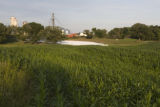 "Brinkman's Dairy Farm", corn fields, July, Stearns County, Minnesota