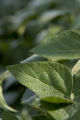 Morning dew on soybean leaves at the University of Minnesota's Southern Research and Outreach Center, Waseca, Minnesota.