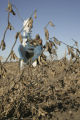 Soybean plots of University of Minnesota soybean researcher Seth Naeve for soybean production research.