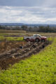 Potato breeding, harvest. University of Minnesota potato breeding plots at the Williston Research Extension Center in North Dakota.