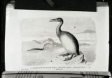 Hesperornis, restoration, standing and swimming birds, illustration from Henry Neville Hutchinson, "Extinct Monsters and Creatur