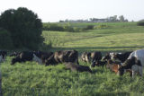Organic dairying and rotational grazing research by Dennis G. Johnson, University of Minnesota West Central Research and Outreach Center, Morris.