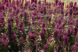 Amaranth growing on St. Paul campus, University of Minnesota.