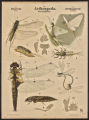 (Typus) Arthropoda, Gliederfüssler, (Classe) Insecta (Kerfe.), (Ordnung) Orthoptera Geradflügler
