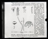 Food of Water Fowl, duckweeds, illustration