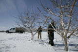 Pruning extremely cold hardy apple varieties under development by University of Minnesota researchers with the Minnesota Agricultural Experiment Station.