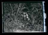 Woodcocks hatching