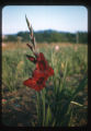Gladiolas
