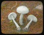 Amanitopsis vaginata (Amanita vaginata)