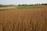 Dairy farms in Wabasha County, near the bluffs overlooking Lake Pepin.