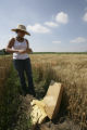 Making selections in wheat research plots, St. Paul Campus.