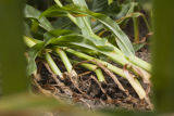 Corn research plots infested with corn rootworm at the University of Minnesota's Rosemount Research and Outreach Center.