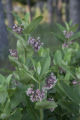 Milkweed, Christmas tree farm. Monarch caterpillars use milkweed plants.