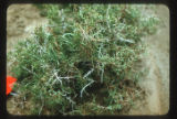 Greasewood. Sarcobatus vermiculatus