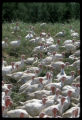 Free range turkeys outside, turkey farm near Roseau, Minnesota.