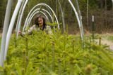 Carrie Pike with spruce subjected to different levels of early spring warming to simulate climate change and its effect on growth.