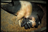 Sow and piglets